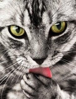 Vreau Poza - nush cat d dragutza e pozik d mie imi plaqe av cu - *Jocury*